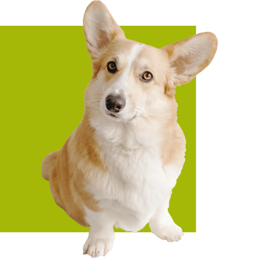 Cachorro ilustrativo PetsDor